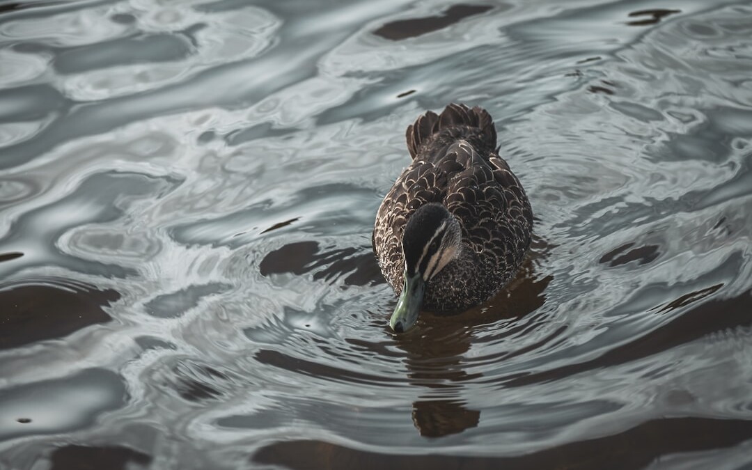 Photo Water ripples