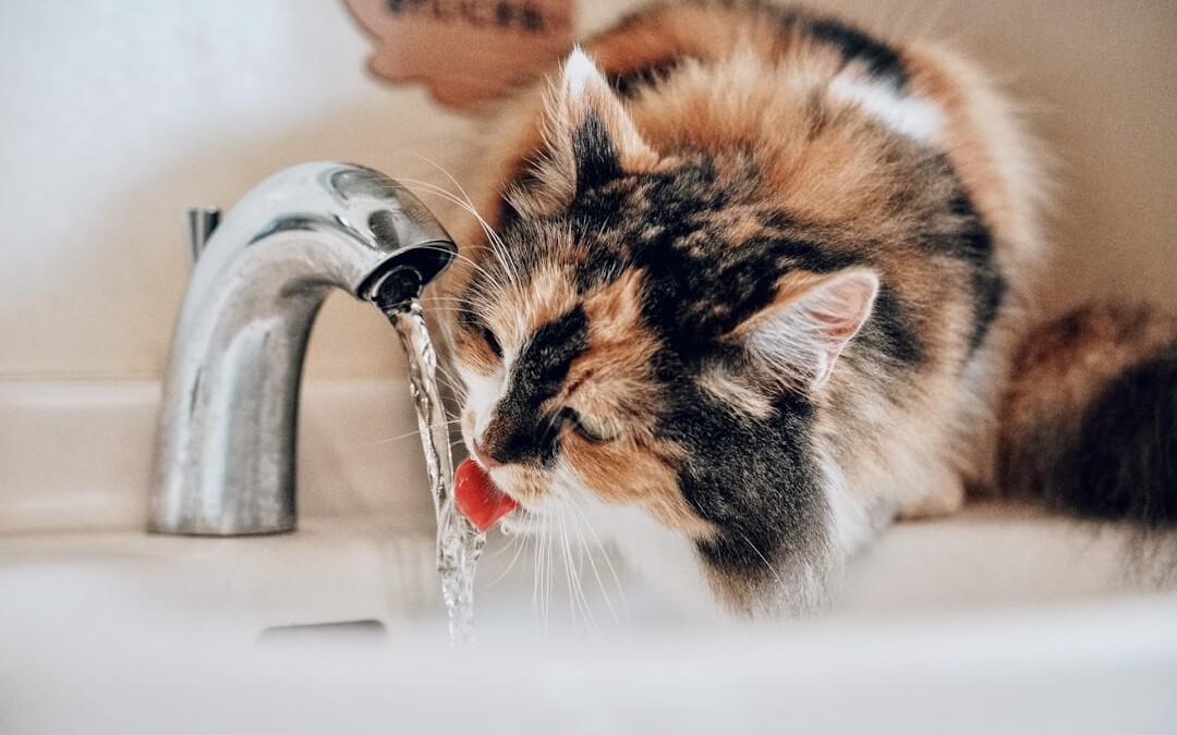 Photo tap water