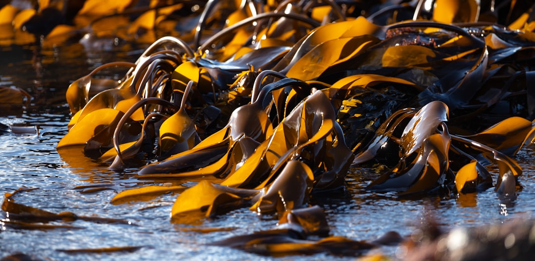 Photo Water quality