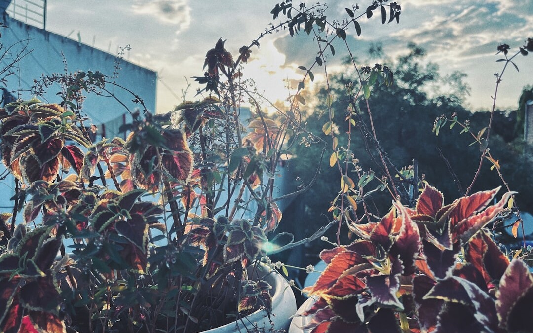 Photo Herbal Infusion